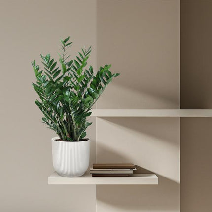 Zamioculcas Zamiifolia - 100 cm - ø27
