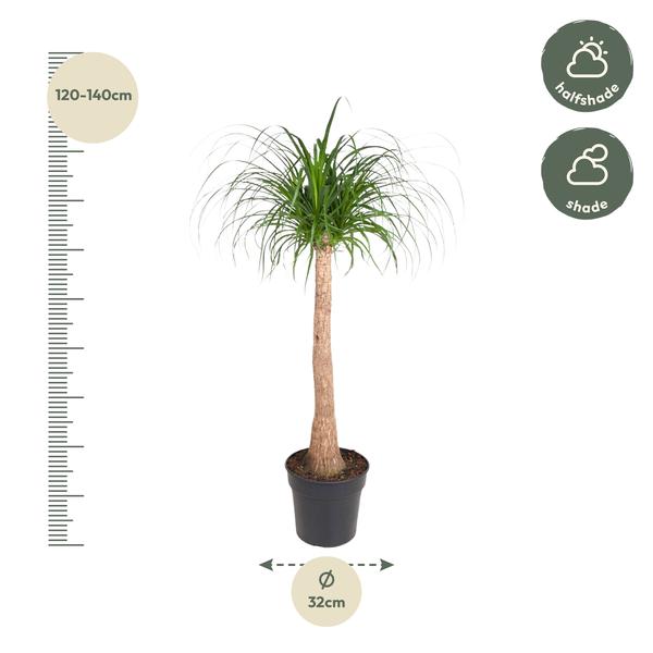 Beaucarnea stam - 120 cm - ø32