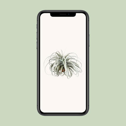 Tillandsia Xerographica - Ø45cm - ↕30cm