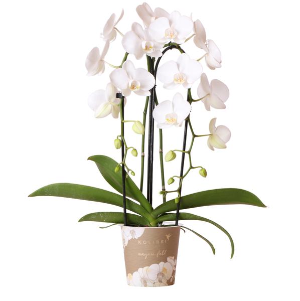 Kolibri Orchids | witte Phalaenopsis orchidee - Niagara Fall  - potmaat Ø12cm | bloeiende kamerplant - vers van de kweker