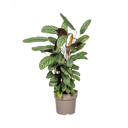 Calathea Oppenheimiana Ø24cm - ↕80 - 100cm