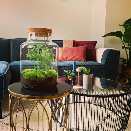 DIY terrarium - Jar Christmas - ↕ 28 cm