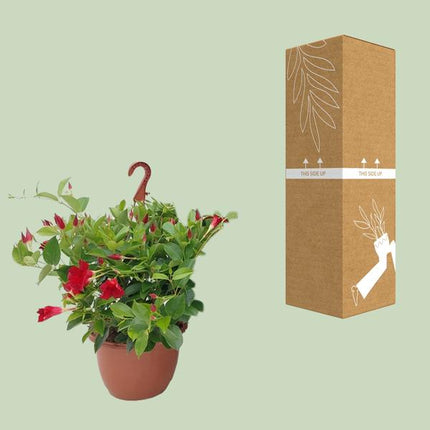 Sundaville Hanging Basket Tricolor - Ø25cm - ↕50cm