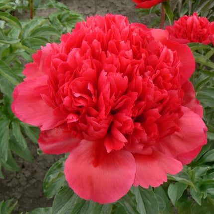 Paeonia 'Many Happy Return' - 4x