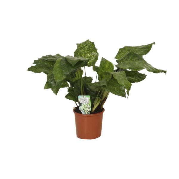 Calathea Network - Pauwenplant - Ø14cm - ↕30cm