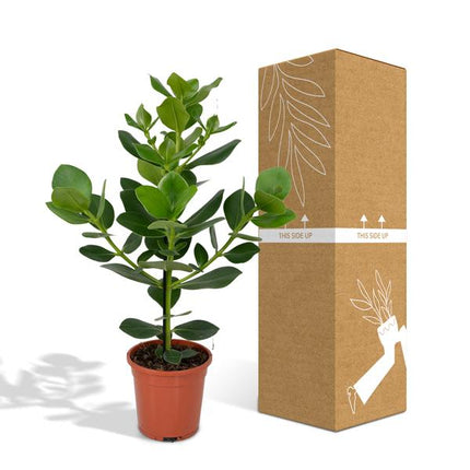 Clusia Rosea Princess - Ø17cm - ↕60cm