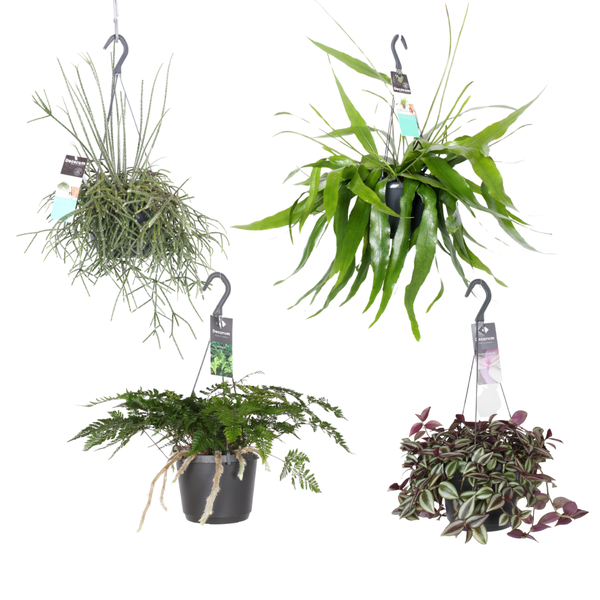 Hangplanten Paradijs - 4 stuks - Ø17cm - ↕30cm