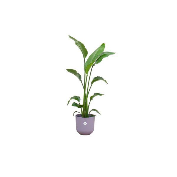 Combi deal - Strelitzia Nicolai inclusief elho Jazz Round lila Ø23 - 120 cm
