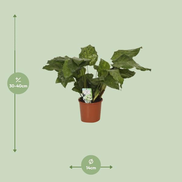 Calathea Network - Pauwenplant - Ø14cm - ↕30cm