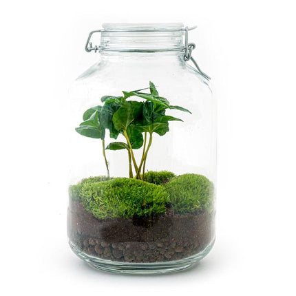 DIY terrarium - Jar - Coffea Arabica - ↕ 28 cm - Rake + Shovel + Tweezer