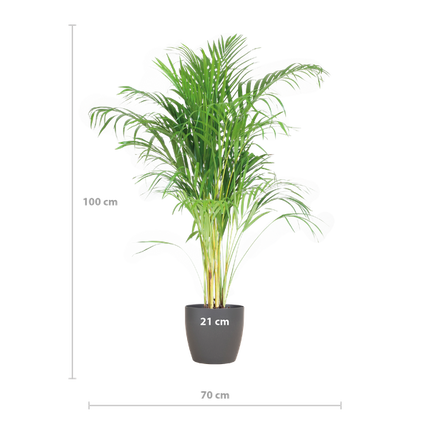 Areca Palm (Dypsis) mit Viber Grijs - 100cm - Ø21