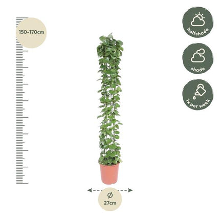 Cissus rotundifolia gaasrek - 160 cm - ø27