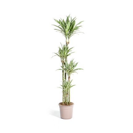 Dracaena Deremensis White Stripe Ø27cm - ↕170 - 190cm