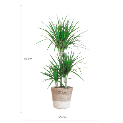 Dracaena Marginata met Lissabon mand wit - 95cm - Ø21