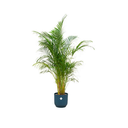 Combi deal - Areca palm inclusief elho Vibes Fold Round blauw Ø30 - 160 cm