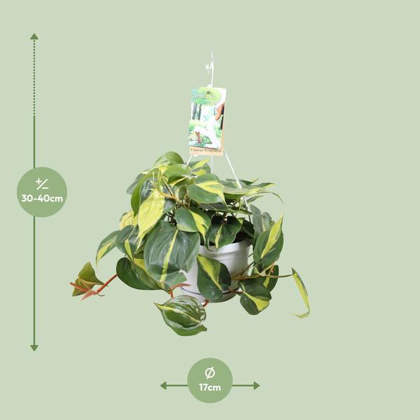 Philodendron Brasil In Hangpot - Ø17cm - ↕40cm