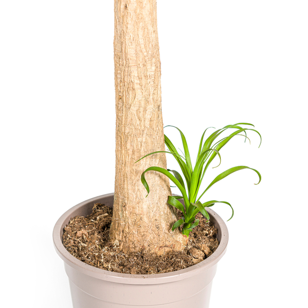 Beaucarnea Recurvata Stam Ø12cm - ↕110 - 130cm