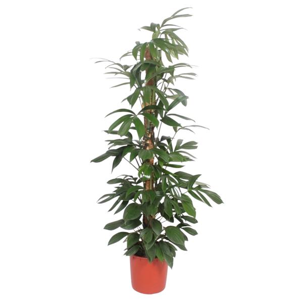 Philodendron Dragon Tail mosstok - 220 cm - ø34