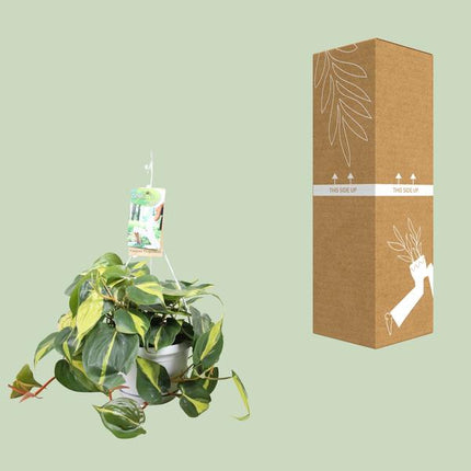 Philodendron Brasil In Hangpot - Ø17cm - ↕40cm