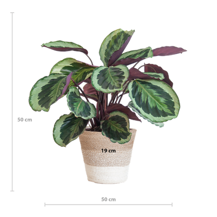 Calathea Medaillon met Lissabon mand wit - 65cm - Ø19