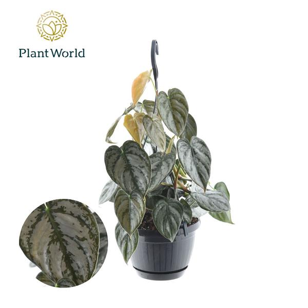 Philodendron 'Brandtianum' Hangpot - Ø15cm - ↕40cm