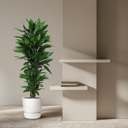 Dracaena Janet Lind vertakt - 130 cm - ø31