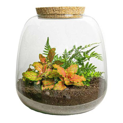 Planten terrarium - Emma Mini - DIY kit - ↑ 20 cm - Ø 19 cm - Fittona Ruby Lime