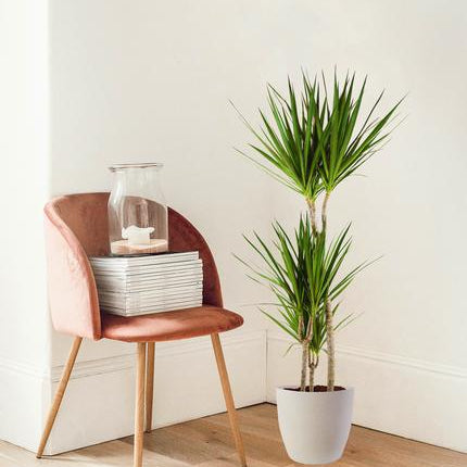Dracaena Marginata met Viber wit - 95cm - Ø21