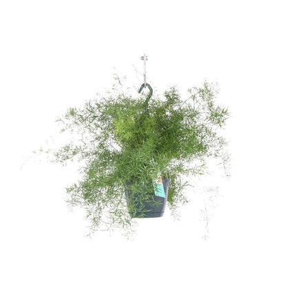 Asparagus Sprengeri Hang - Ø17cm - ↕35cm