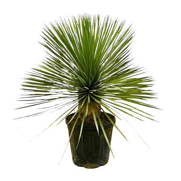 Yucca Rostrata op stam - 70 cm - Ø30