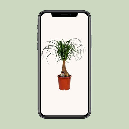 Beaucarnea Nolina - Ø19cm - ↕60cm