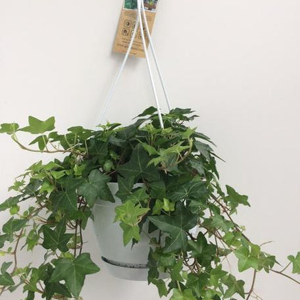 Hedera Helix Groen - Hangpot Wit / Basic - Ø17cm - ↕cm