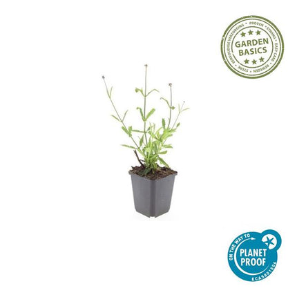 Verbena bon. 'Lollipop' - ↕10-25cm - Ø9cm - 6x