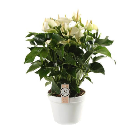 Anthurium White Champion 21cm - Ø21cm - ↕65cm