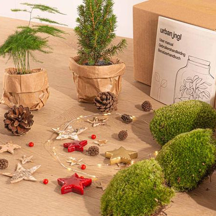 Planten terrarium pakket - Mini-kerstboom - 3 planten -  Navulling & Startpakket - DIY Christmas