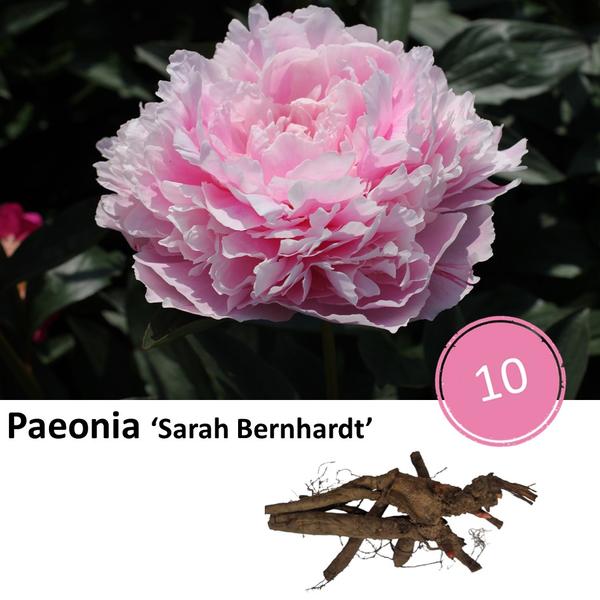 Paeonia ‘Sarah Bernhardt’  - 10x