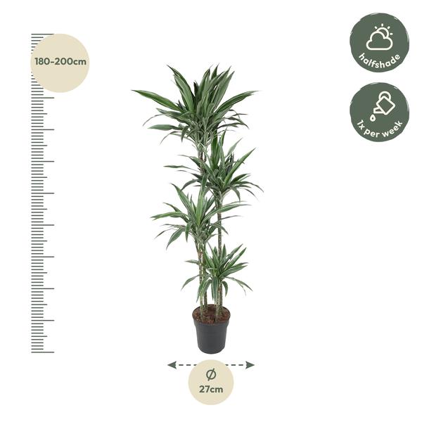 Dracaena Warneckei - 190 cm - ø27