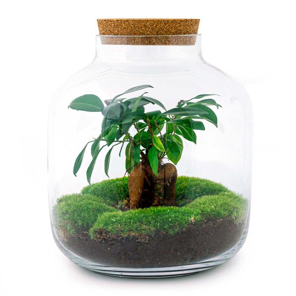 DIY terrarium - Billie Bonsai - ↕ 29 cm - Rake + Shovel + Tweezer + Scissors