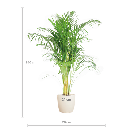 Areca Palm (Dypsis) met Viber wit - 100cm - Ø21