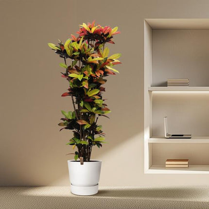 Codiaeum Iceton (Croton Iceton) - 220 cm - ø50