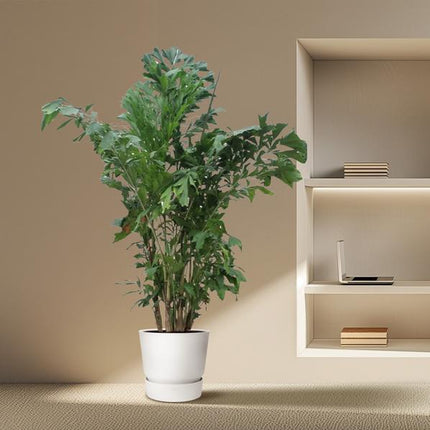 Caryota Mitis - 240 cm - ø45