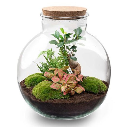 DIY terrarium - Bolder Bob Bonsai - ↕ 30 cm - Rake + Shovel + Tweezer