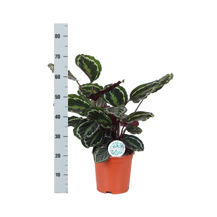 Calathea Medaillon Ø21cm - ↕70cm