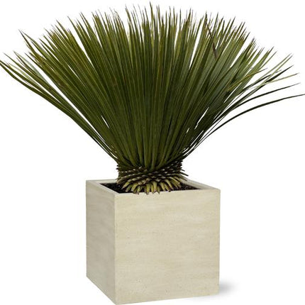 Yucca Rostrata - 80cm- Ø27