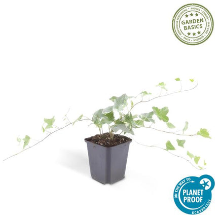 6x Hedera helix 'Glacier' - ↕10-25cm - Ø9cm