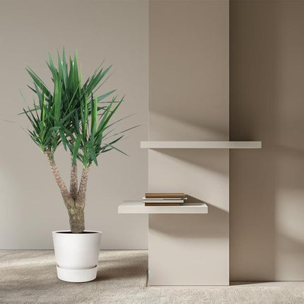 Yucca Elephantipe vertakt - 150 cm - ø31