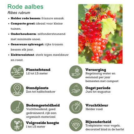 "Vruchtenparadijs" BIO Fruitplanten mix set van 4 verschillende soorten
