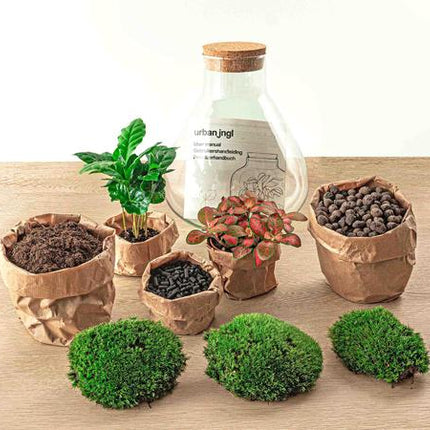 DIY terrarium - Sammie Coffea - ↕ 27 cm - Normal