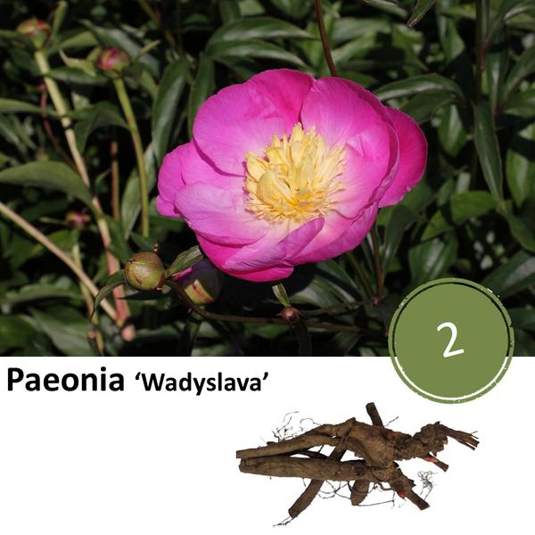 Paeonie 'Wadyslava' - 2x