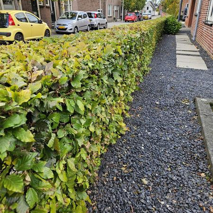 Fagus sylvatica  - Blote wortel - 80/100 - 100x